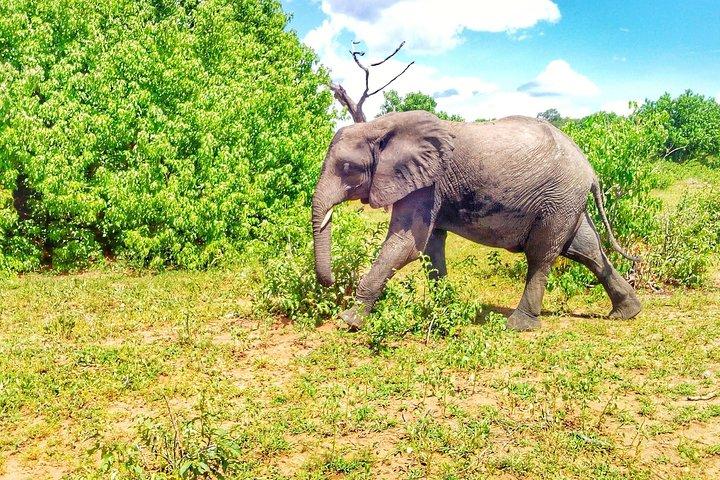 Chobe Day Trip