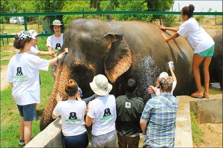 アグラからゾウの保護とクマの救助センターを見学