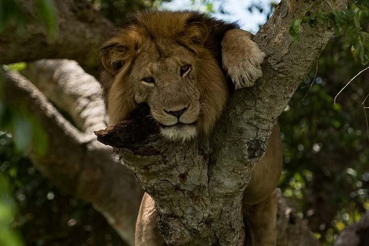 Private 8 days Murchison Falls, Chimpanzee & Gorilla Trekking