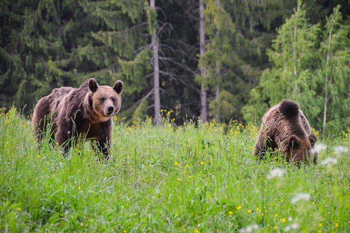 Urso assistindo na terra dos vulcões