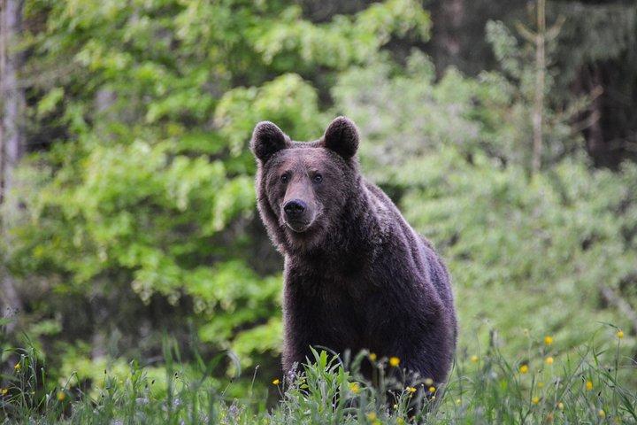 Urso assistindo na terra dos vulcões