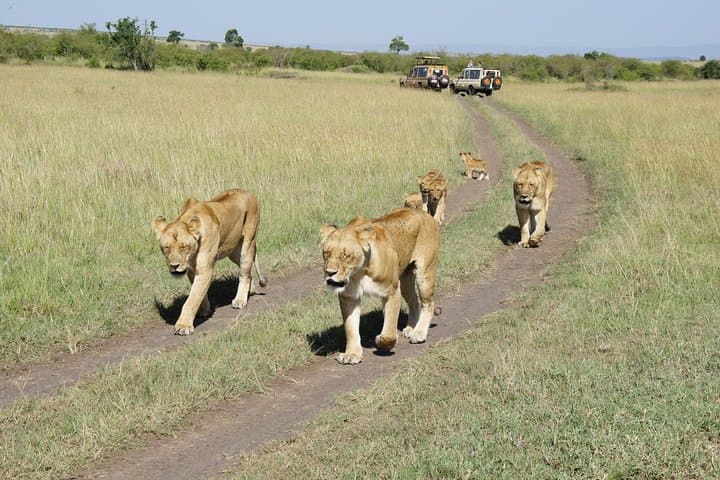 Family & Friends safari Full package .