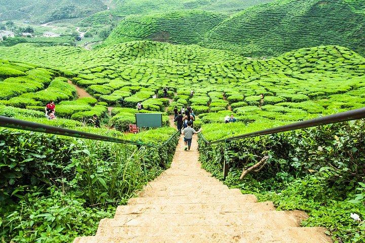Cameron Highlands Tour with Scenic Buggy Ride on Private Basis