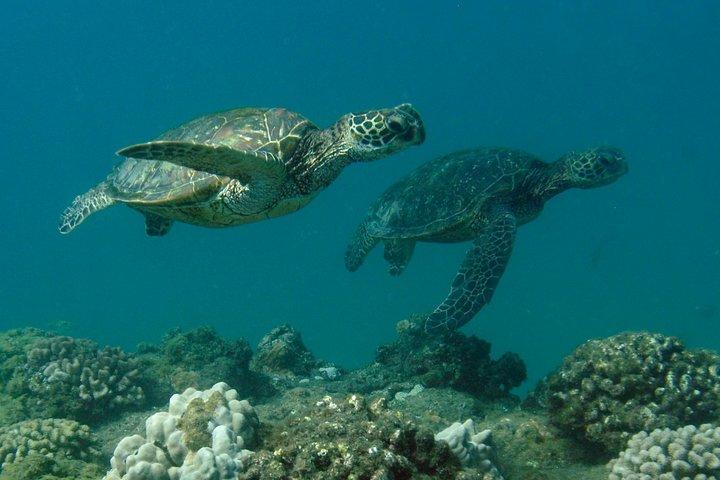 Kauai's Ultimate South Shore 2 Tank Dive (Kun certificerede dykkere)