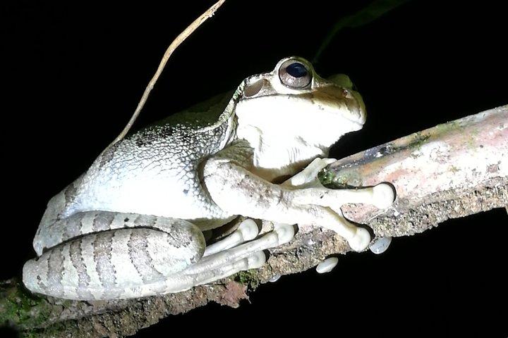Passeggiata notturna per piccoli gruppi nel Parco Nazionale del Tortuguero in Costa Rica