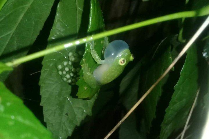 Passeggiata notturna per piccoli gruppi nel Parco Nazionale del Tortuguero in Costa Rica