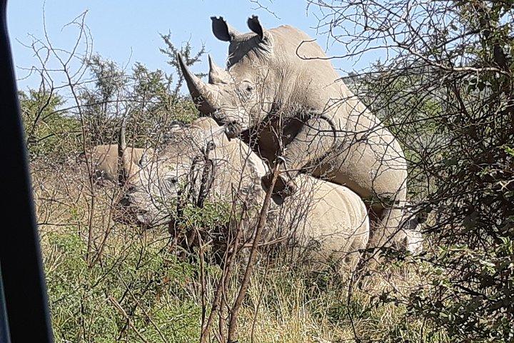 Pilanesberg National Park Full-Day Tour from Johannesburg