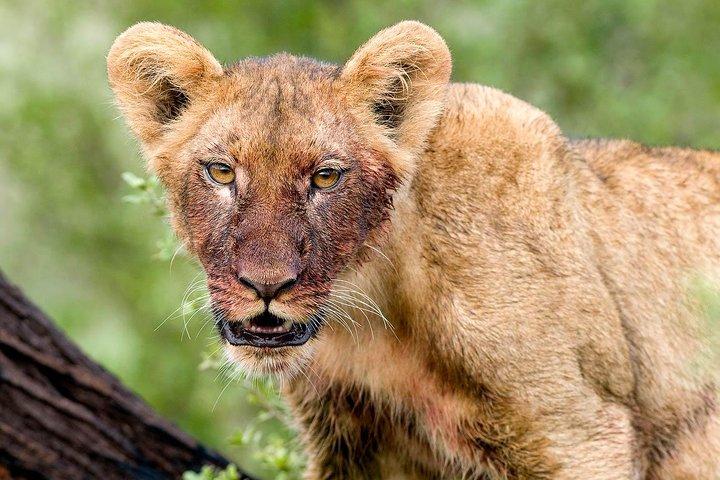 4 Days Lake Manyara National Park, Ngorongoro Crater , Serengeti National Park.