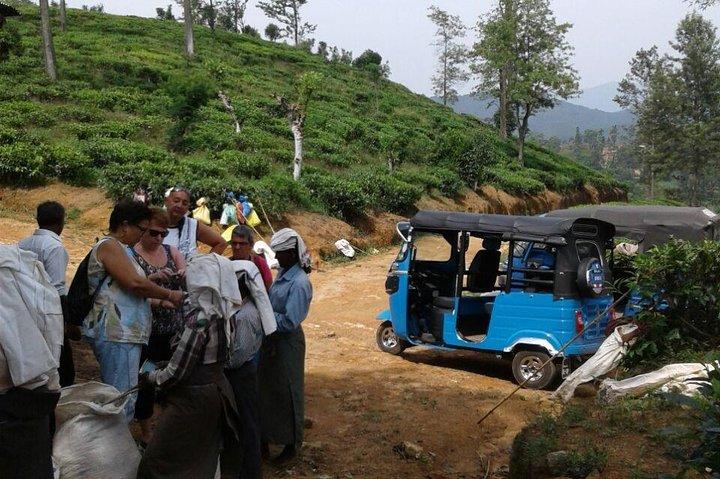 Safari in TukTuk nella piantagione di tè e spezie, punti panoramici, cascate di Diyaluma superiori,