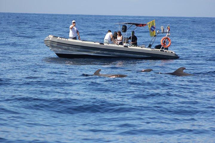 Whale Watching und Marine Science Tour