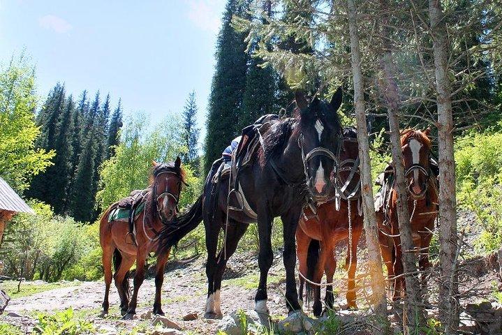 Aventura a caballo en las montañas!