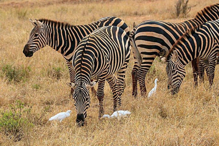 Nairobis nationalpark och Giraffe Center