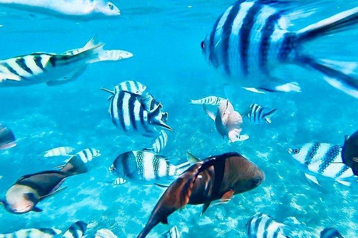 オールインクルーシブ : バリ ブルー ラグーン シュノーケリング、ランチ、送迎