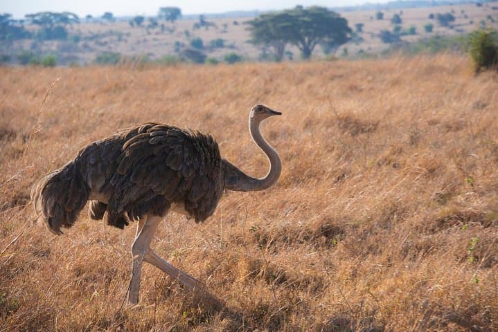 Nairobi Half day top tour attractions for travellers