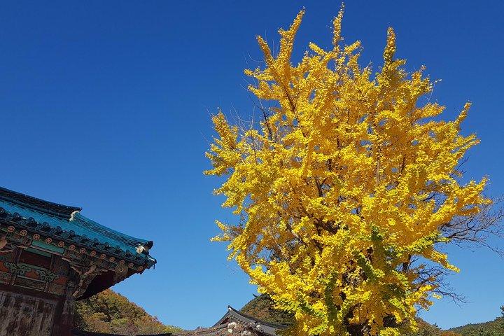 プライベート英語を話すドライバー：ソウルから雪岳山と東海または南怡島