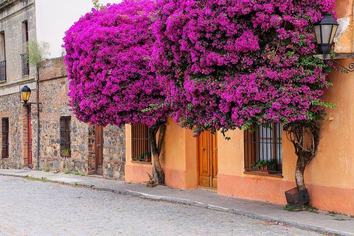 Tour de un día en Colonia del Sacramento