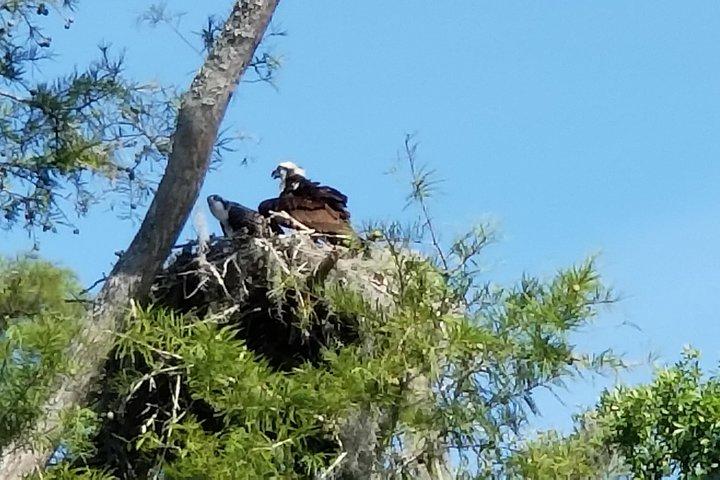 Tour della natura e della fauna selvatica del fiume Waccamaw