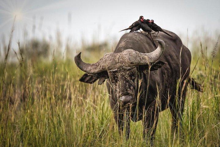 Safari de vacances de 3 jours à Murchison Falls