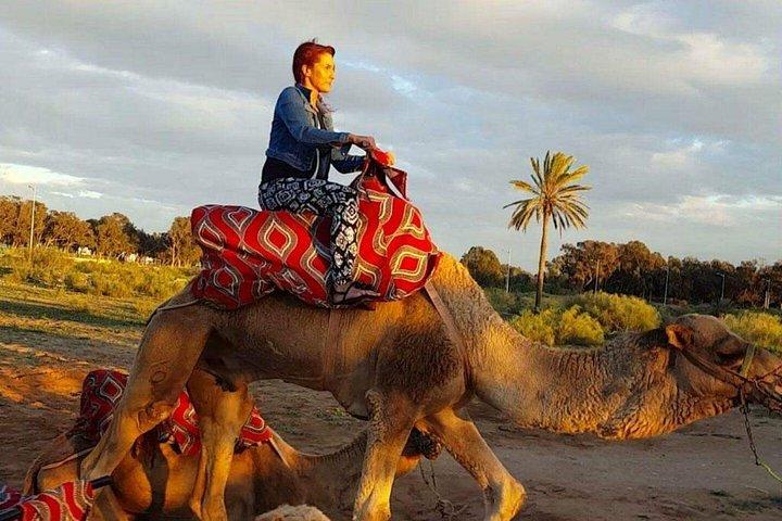 Quad Biking Half Day And Camel Ride In Sunset