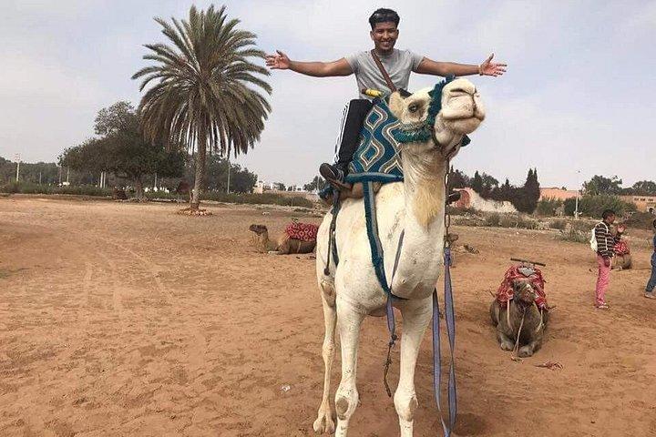 Quad Biking Half Day And Camel Ride In Sunset