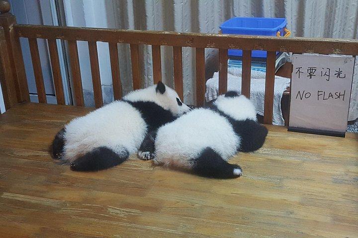 テラコッタ戦士とジャイアントパンダ3日2泊旅行