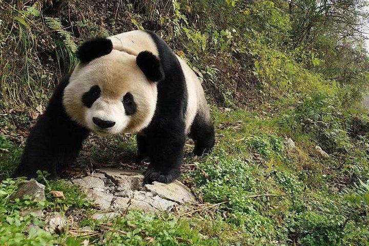 テラコッタ戦士とジャイアントパンダ3日2泊旅行