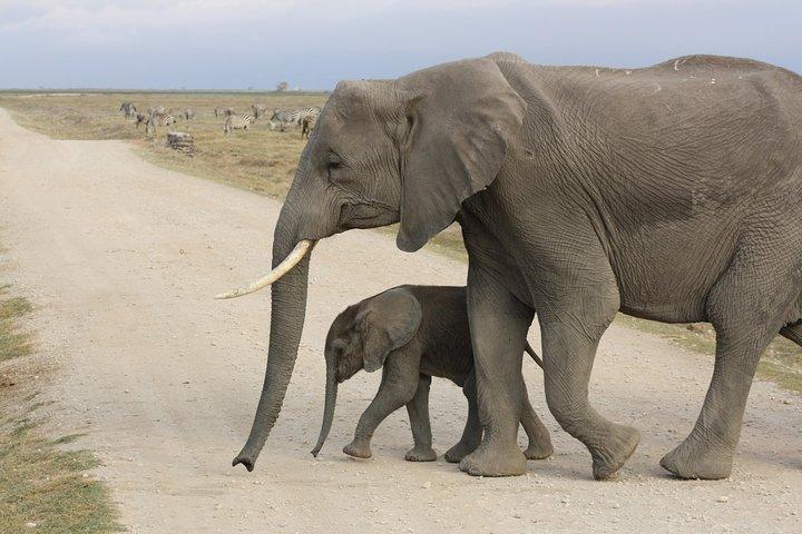 Excursion d'une journée à Amboseli