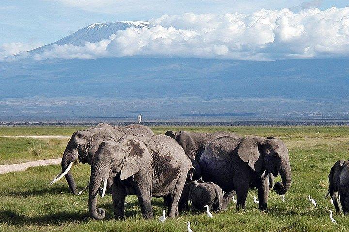 Excursion d'une journée à Amboseli