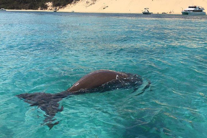 Moreton Island Eco Marine Safari Cruise og Snorkel