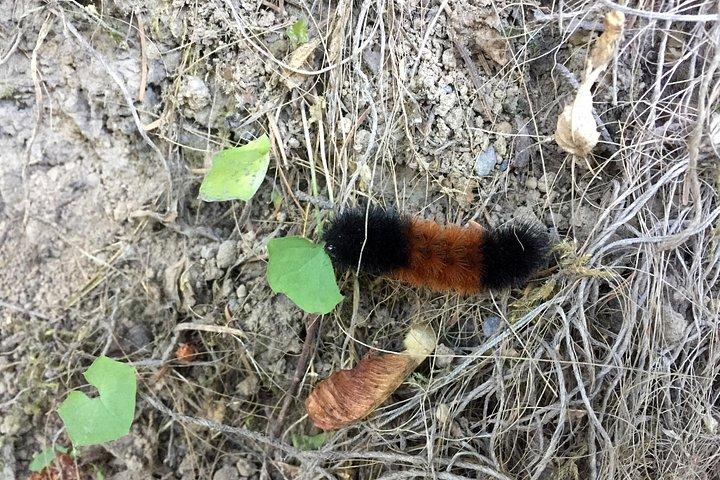 フッドコロンビアループ：ティンバーライン、果樹園、そして滝