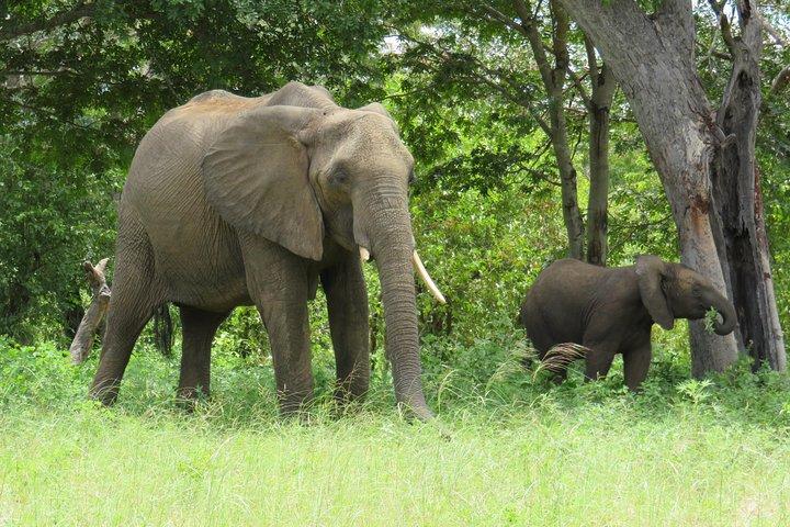 Chobe National Park Day e Safari notturno