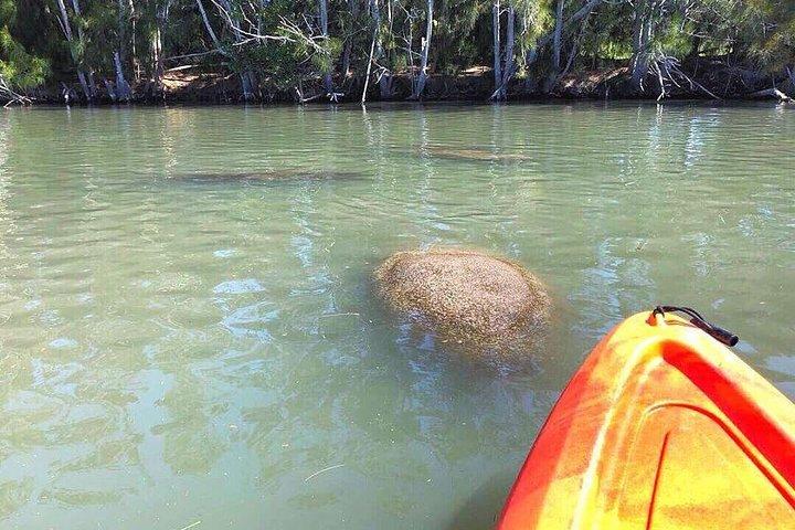 Delphin & Manatee Kayaking Tour in Orlando Area