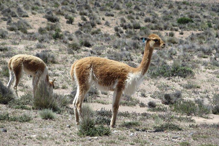 Colca Canyon sightseeingtur 2-dages 1-nat