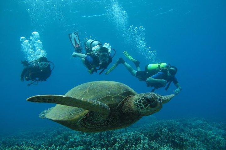 Begynder dykning i Lahaina