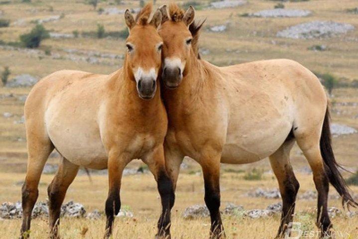 2つの国立公園と清渓山像新鮮なモンゴルでの複雑なツアー