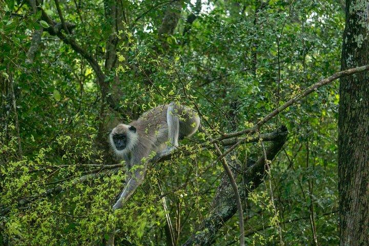 Wilpattu National Park Tour From Bentota With jeep SAFARI