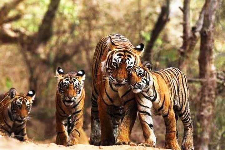Ranthambhore Tiger Tour di Delhi, Agra e Jaipur Hotel 5 stelle