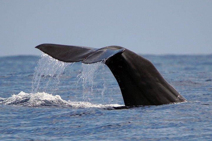 Private 2 hour Whale Watching Tour