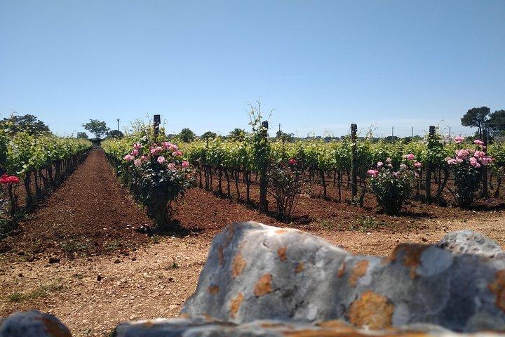 Tour in ebike: Alberobello e i vini della Valle d'Itria