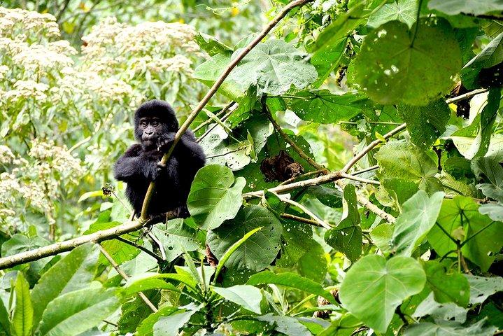 Gorilla di 4 giorni che segue l'Uganda