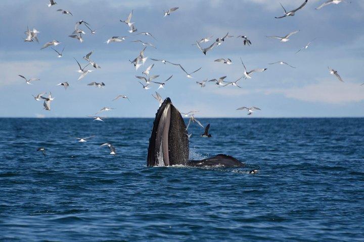 Das Original Classic Whale Watching aus Reykjavik