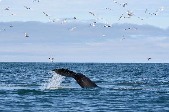 Das Original Classic Whale Watching aus Reykjavik