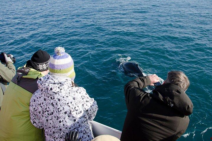 Das Original Classic Whale Watching aus Reykjavik
