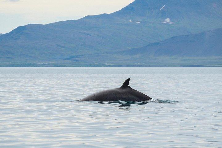 Das Original Classic Whale Watching aus Reykjavik