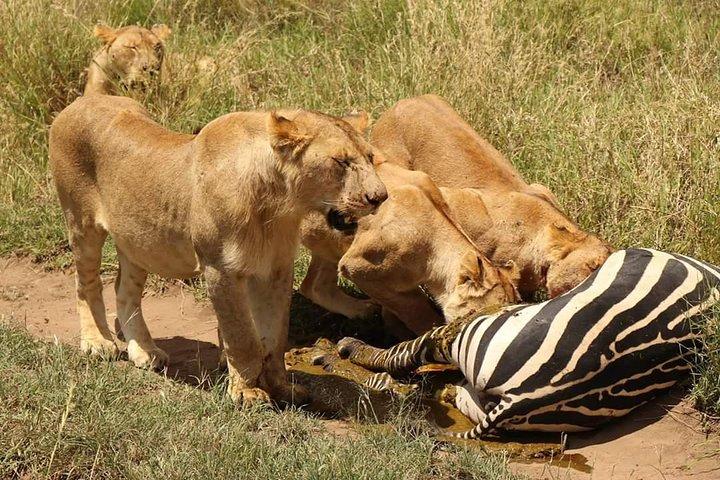 4日間グループサファリセレンゲティ、ンゴロンゴロとタランギーレ国立公園に参加