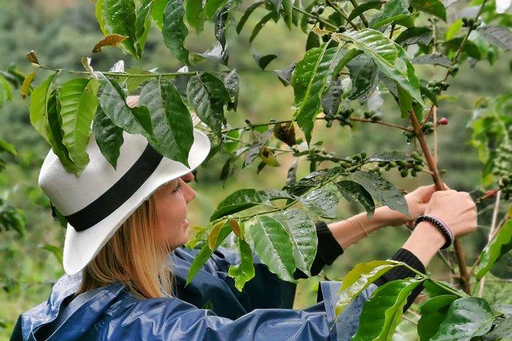 Private Guatape & Coffee Farm Tour: The Two Must do in One Day