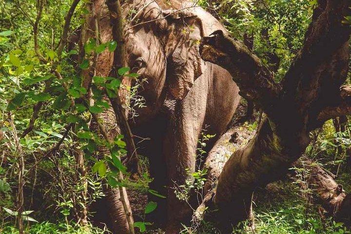 Cascade d'Erawan et soins aux éléphants : visite privée à Kanchanabur
