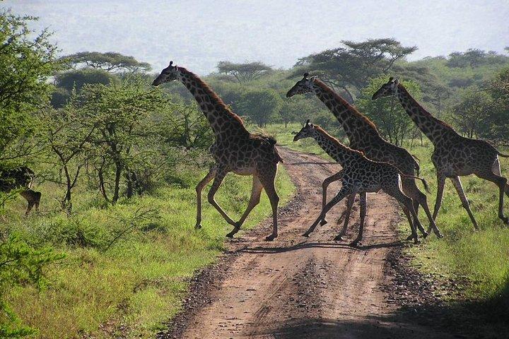 Dagstur: Arusha National Park
