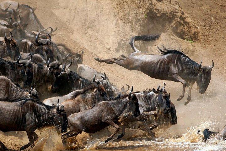 Dagstur: Arusha National Park