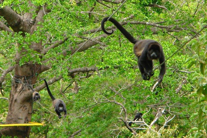 4 in 1 ナマケモノ、滝＆ジャングルラグーンサファリ at the Rainforest